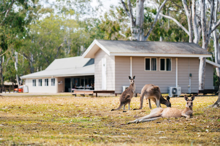 Kängurus direkt vor der Unterkunft in Noosa