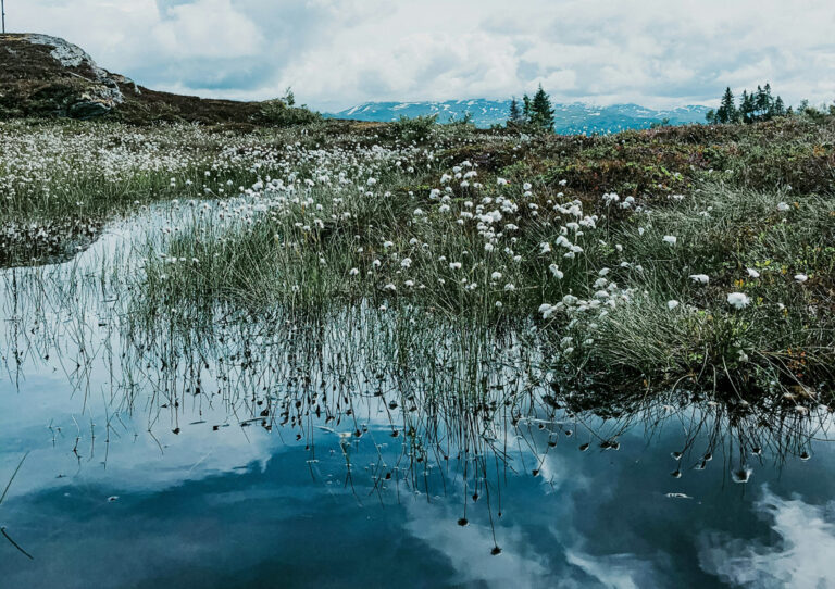 Blumen und Wolken spiegeln sich auf der Wasseroberfläche