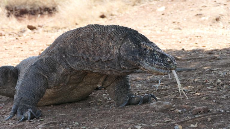 Komodowaran in der Natur von Costa Rica