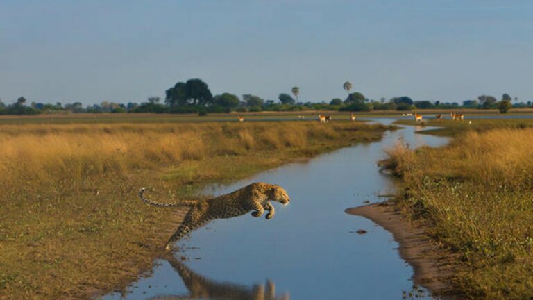 Leopard springt in Botswana über einen Fluss