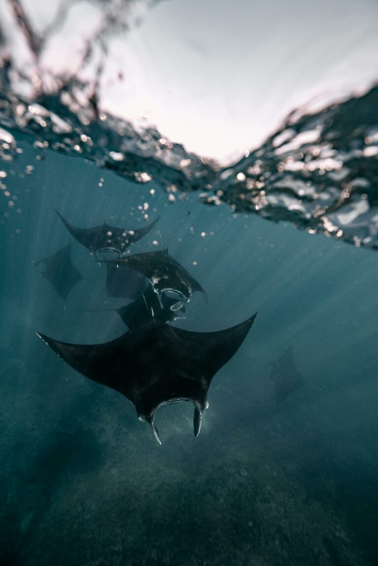 Majestätische Mantarochen gleiten durch das klare Meer von Raja Ampat – spektakuläre Begegnung auf einem Raja Ampat Urlaub unter Segeln.
