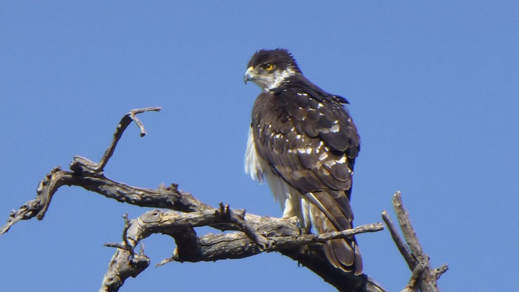 Adler Krüger Nationalpark
