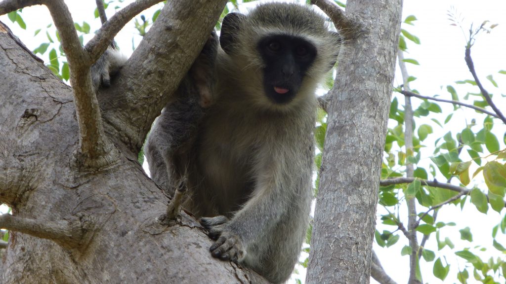 Affen Krüger Nationalpark