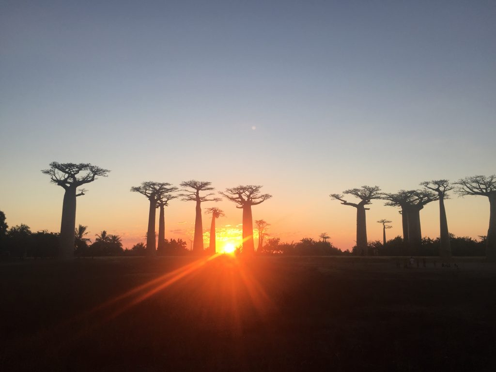 Baobab Madagaskar