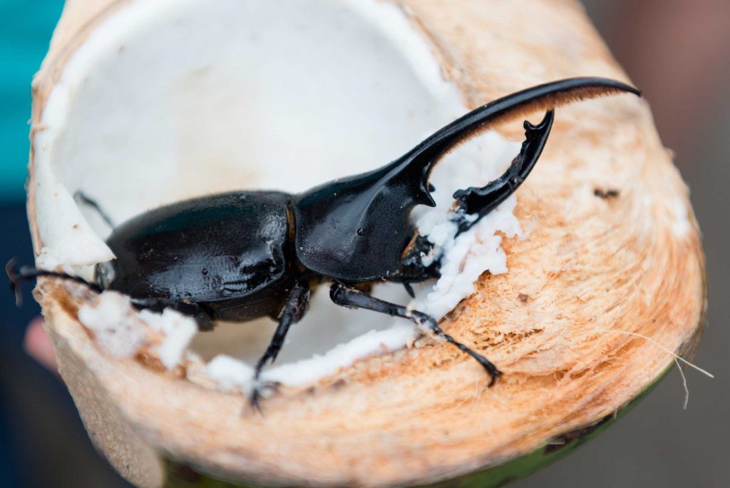 Costa Rica Erlebnisbericht traveljunkies Urlaub