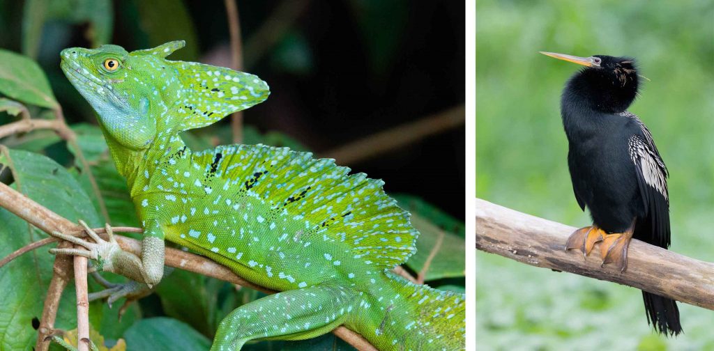 Erlebnisbericht Costa Rica Reisen traveljunkies