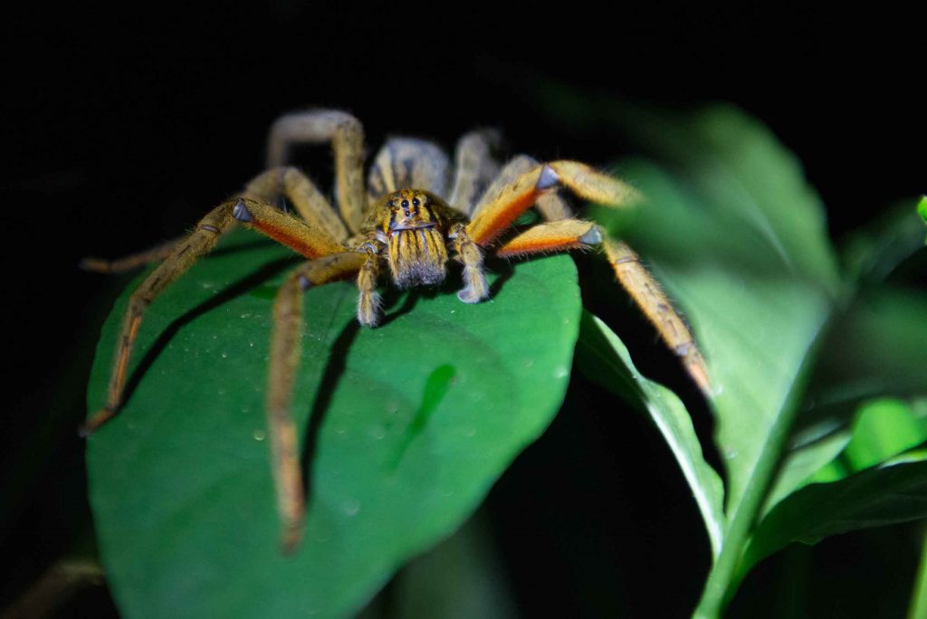 Costa Rica Wandering Spider Erlebnisbericht Urlaub traveljunkiess