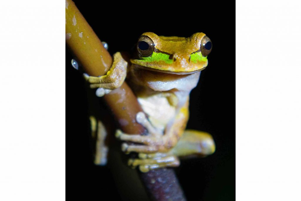 Costa Rica Laubfrosch Urlaub mit dem Mietwagen traveljunkies