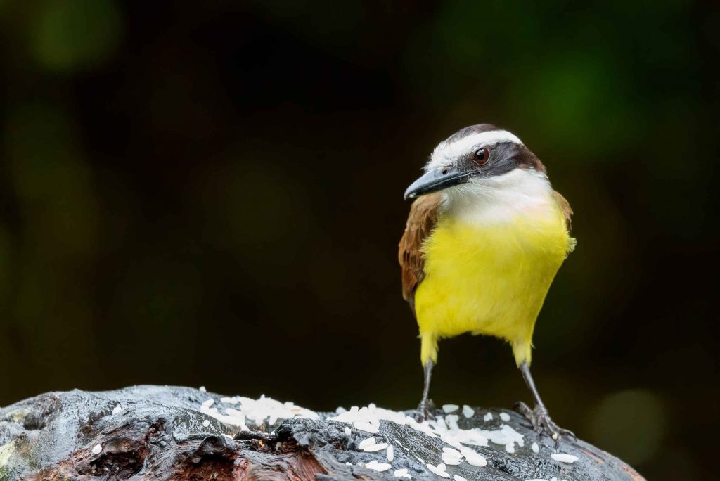 Rotscheitel-Tyrann Costa Rica Reisen traveljunkies