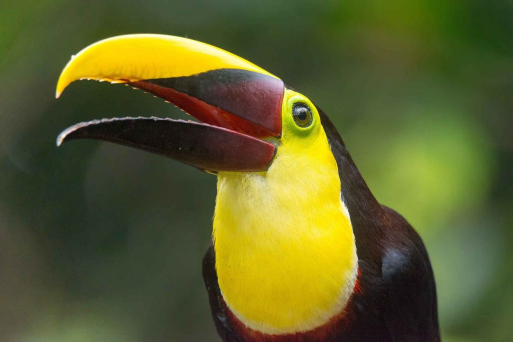 Goldkehltukan Costa Rica Reisen traveljunkies