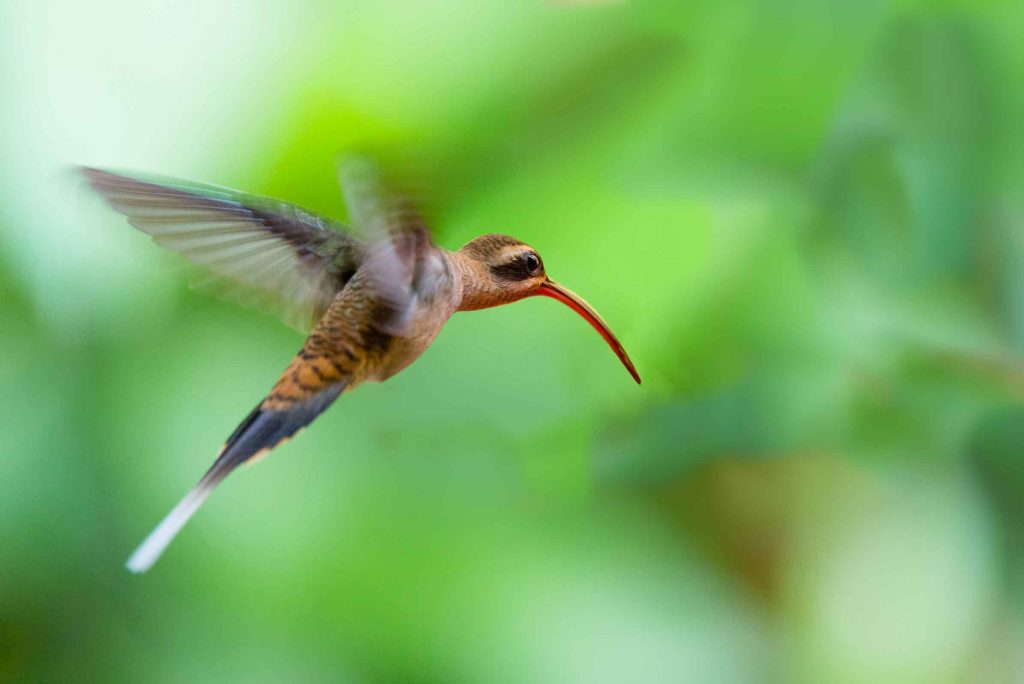Langschwanz-Schattenkolibri Costa Rica traveljunkies