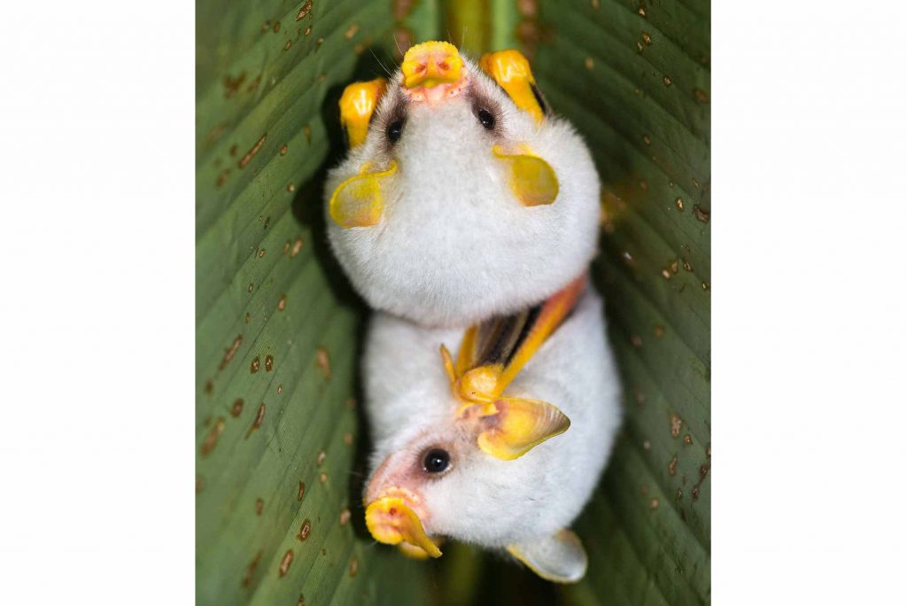 Costa Rica Honduran white bat Reisen traveljunkies