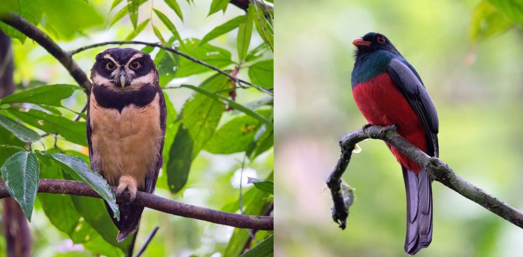 Brillenkauz und ein Trogon Costa Rica Urlaub traveljunkies