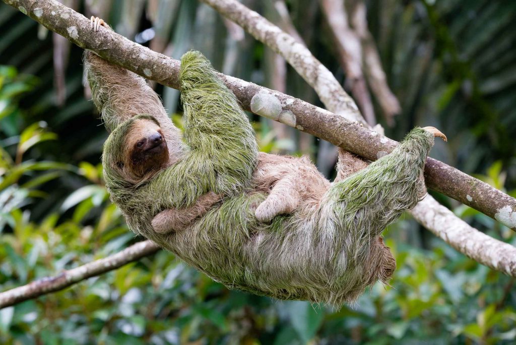 Faultier mit Baby Costa Rica Erlebnisbericht traveljunkies