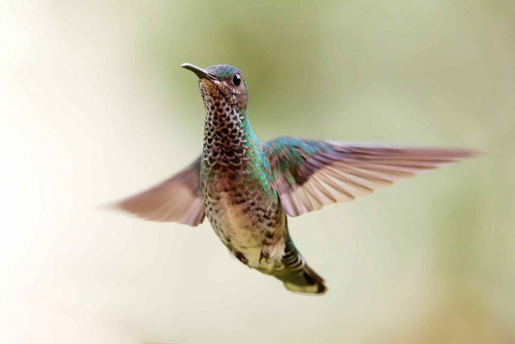 Kolibri Costa Rica Erfahrungbericht Erlebnisbericht Reisen traveljunkies