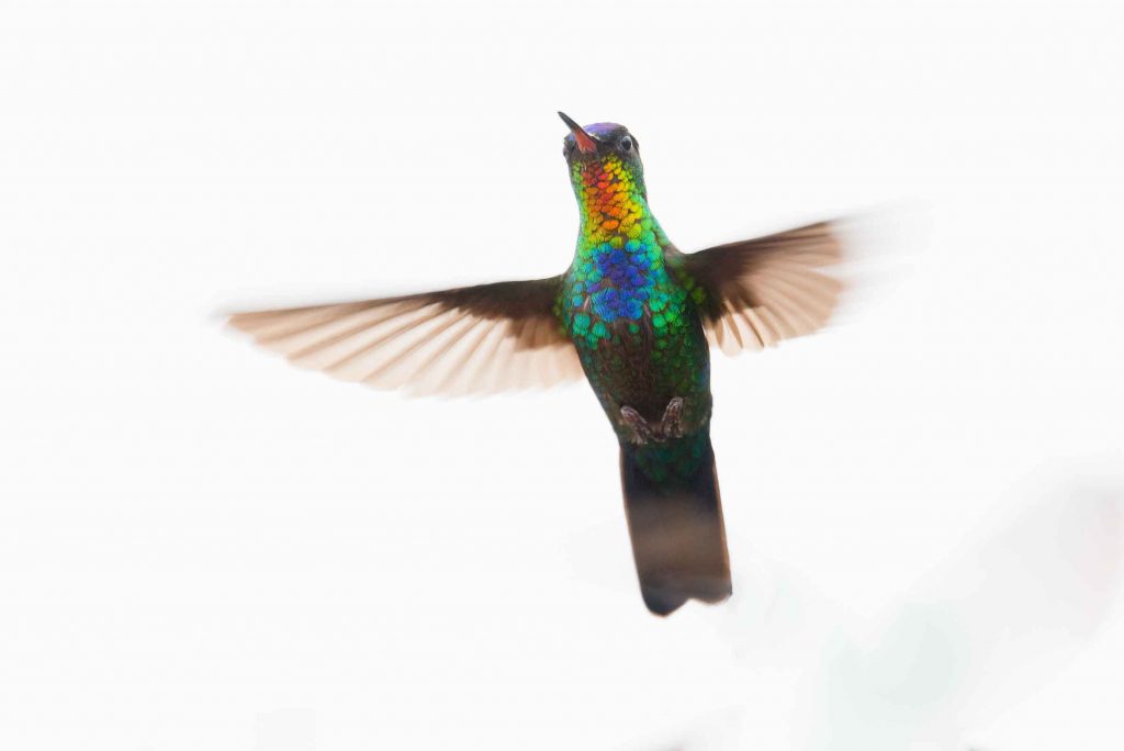 Kolibri Costa Rica Tapanti-Macizo Cerro de la Muerte Nationalpark traveljunkies