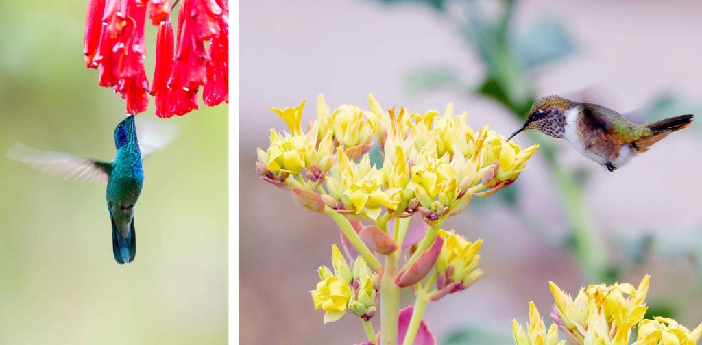 Volcano Hummingbird (Vulkanelfe) Costa Rica Abenteuerreisen traveljunkies