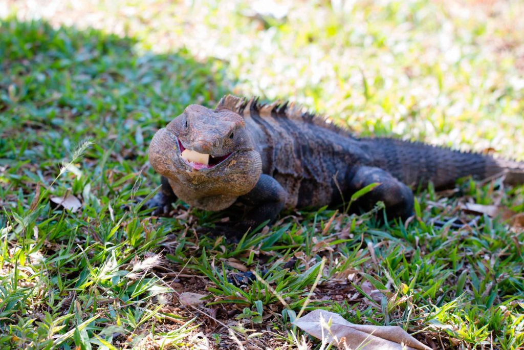 Schwarzer Leguan Costa Rica Abenteuerreise Reisebericht traveljunkies