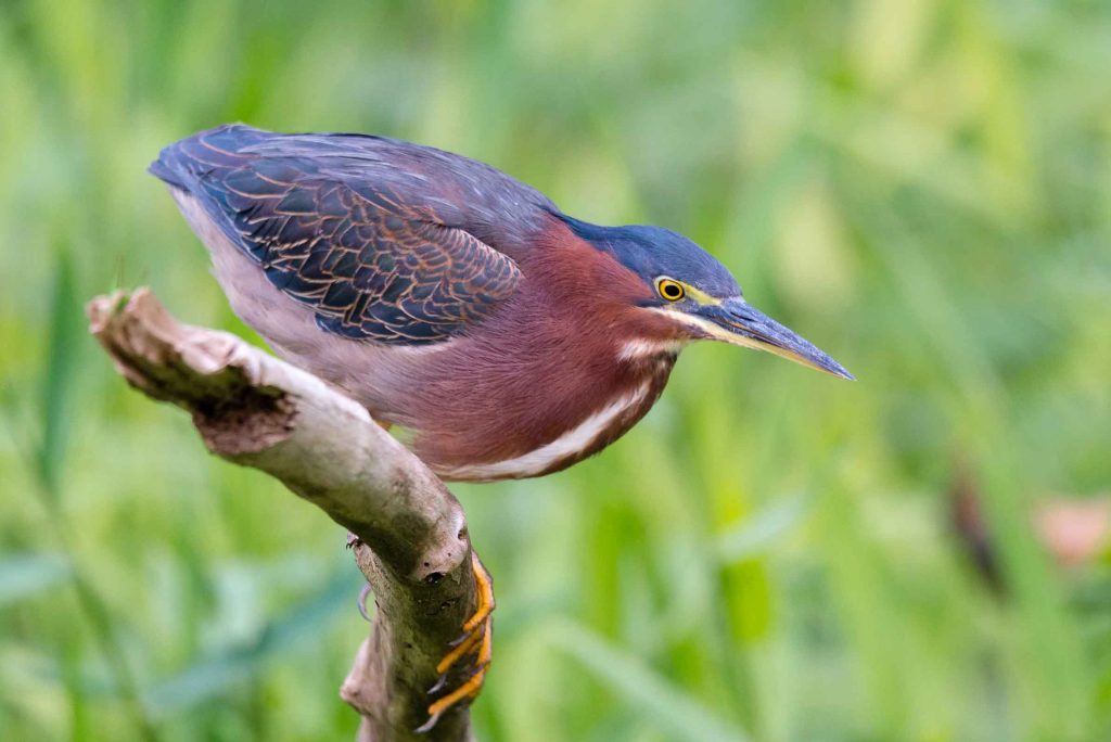 Erlebnisbericht Reisebericht Costa Rica Mietwagenrundreise traveljunkies