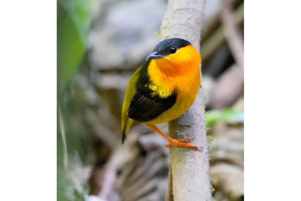 Manakinart Manacus aurantiacus Costa Rica Reisen traveljunkies