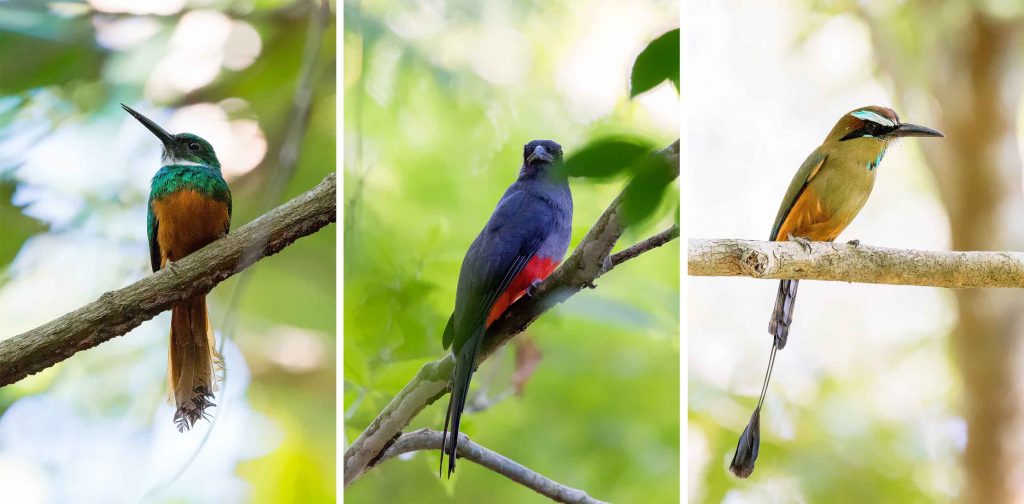 Rotschwanz-Glanzvogel, blau-roter Trogon und türkisfarbenee Motmot Costa Rica Erlebnisbericht traveljunkies