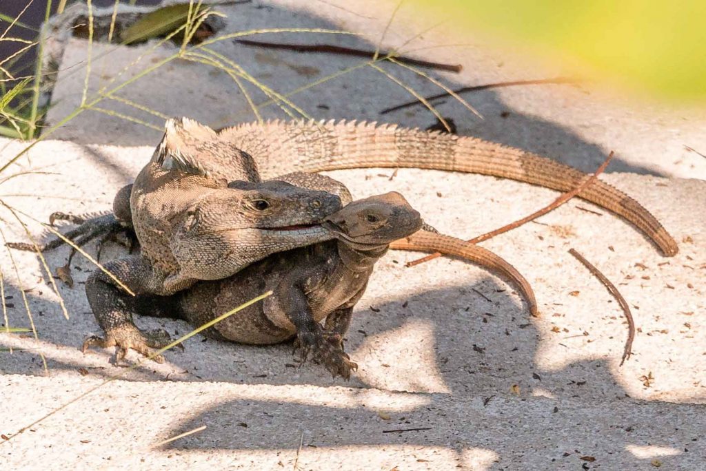 Costa Rica Leguane Erlebnisbericht Urlaub traveljunkies