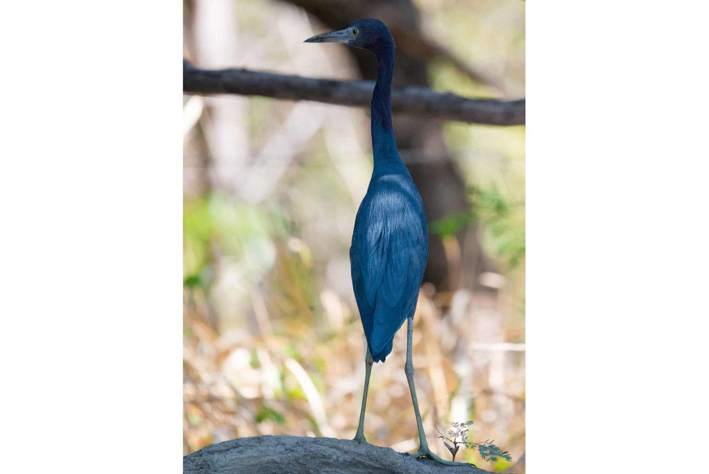 Blaureiher Costa Rica Erlebnisreise traveljunkies