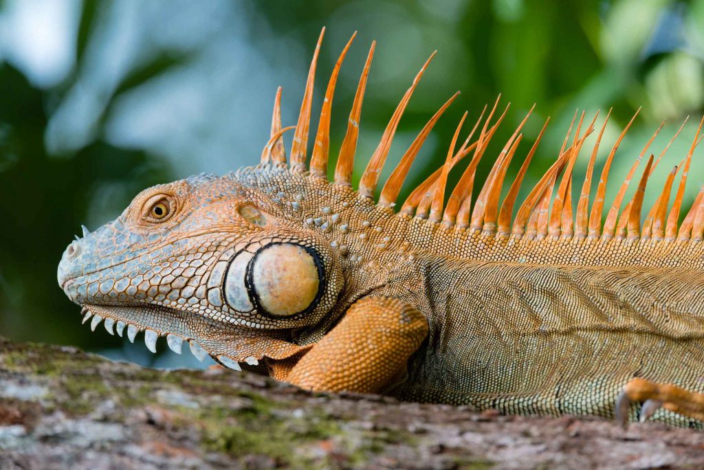 Costa Rica Erlebnisbericht - Mietwagenrundreise durch Costa Rica traveljunkies