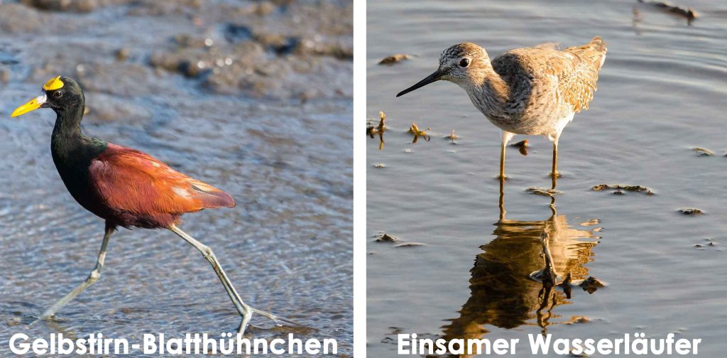 Gelbstirn-Blatthühnchen, Einsamer Wasserläufer Costa Rica traveljunkies