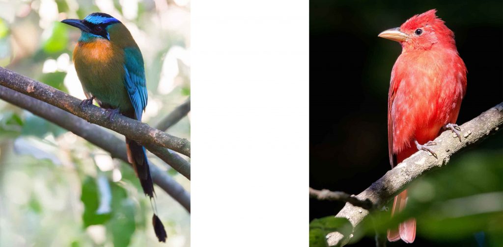 Blaukronen-Motmot und den knallroten Sommertangaren in Costa Rica traveljunkies