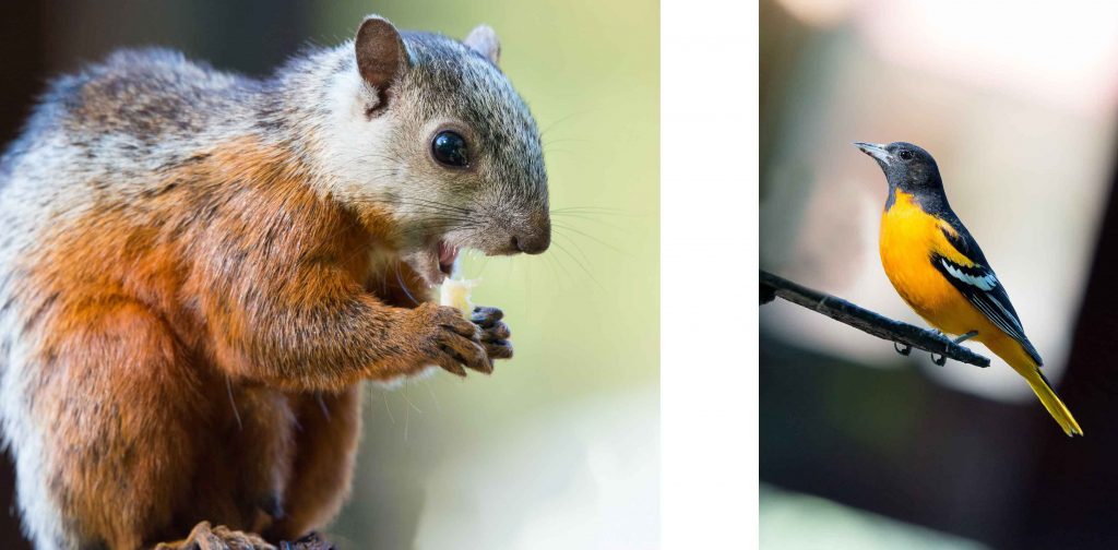 Baltimoretrupial Costa Rica Reisebericht traveljunkies