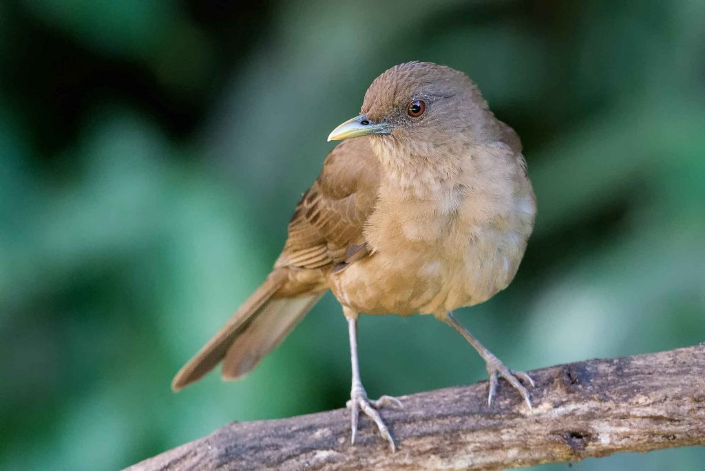 Costa Rica Rundreise traveljunkiess