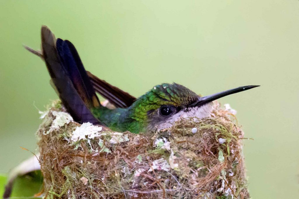 brütender Kolibri Costa Rica Reisen traveljunkies