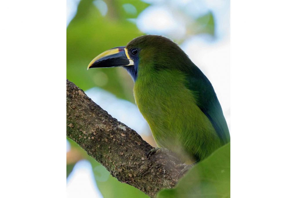 grüner Laucharassari Erlebnisbericht Costa Rica traveljunkies