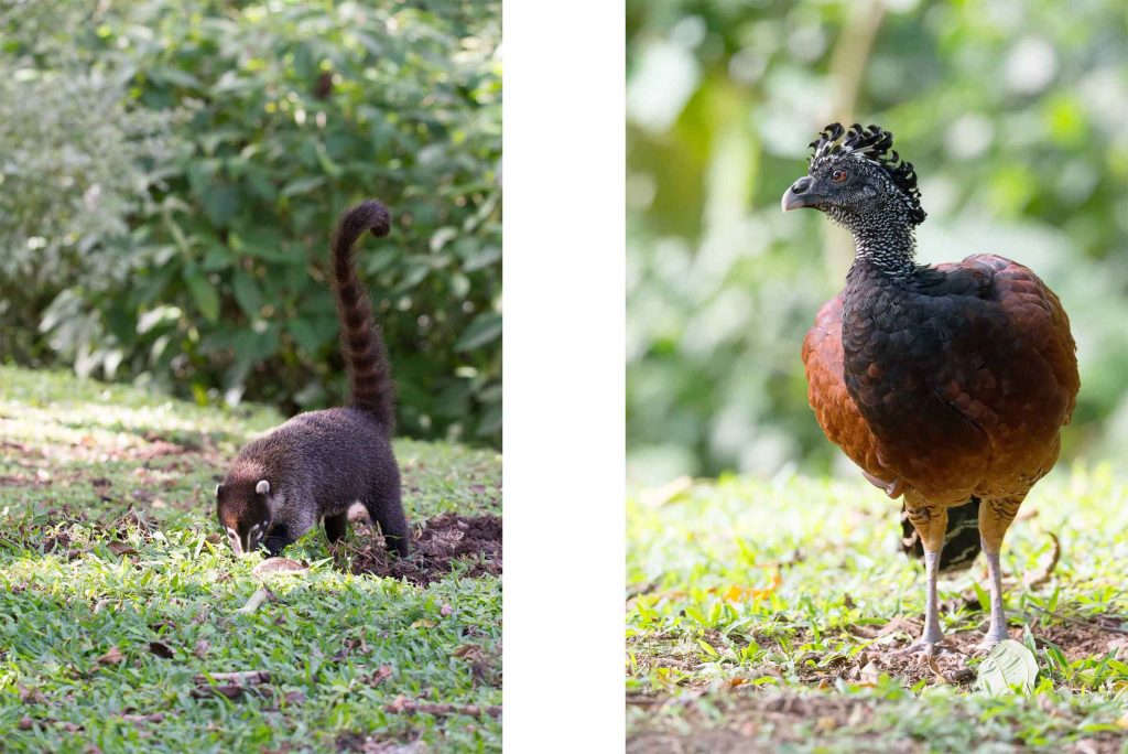 Coatis, Kürassow Costa Rica Abenteuerreise mit dem Auto traveljunkies