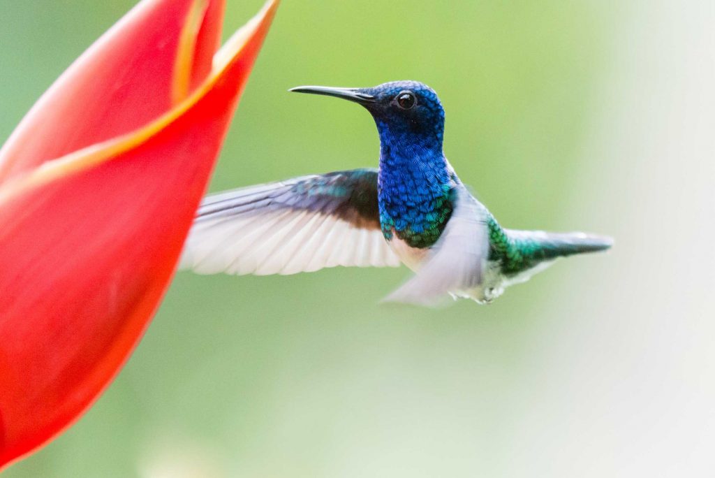 Costa Rica Kolibri Reisen Gruppenreisen traveljunkies