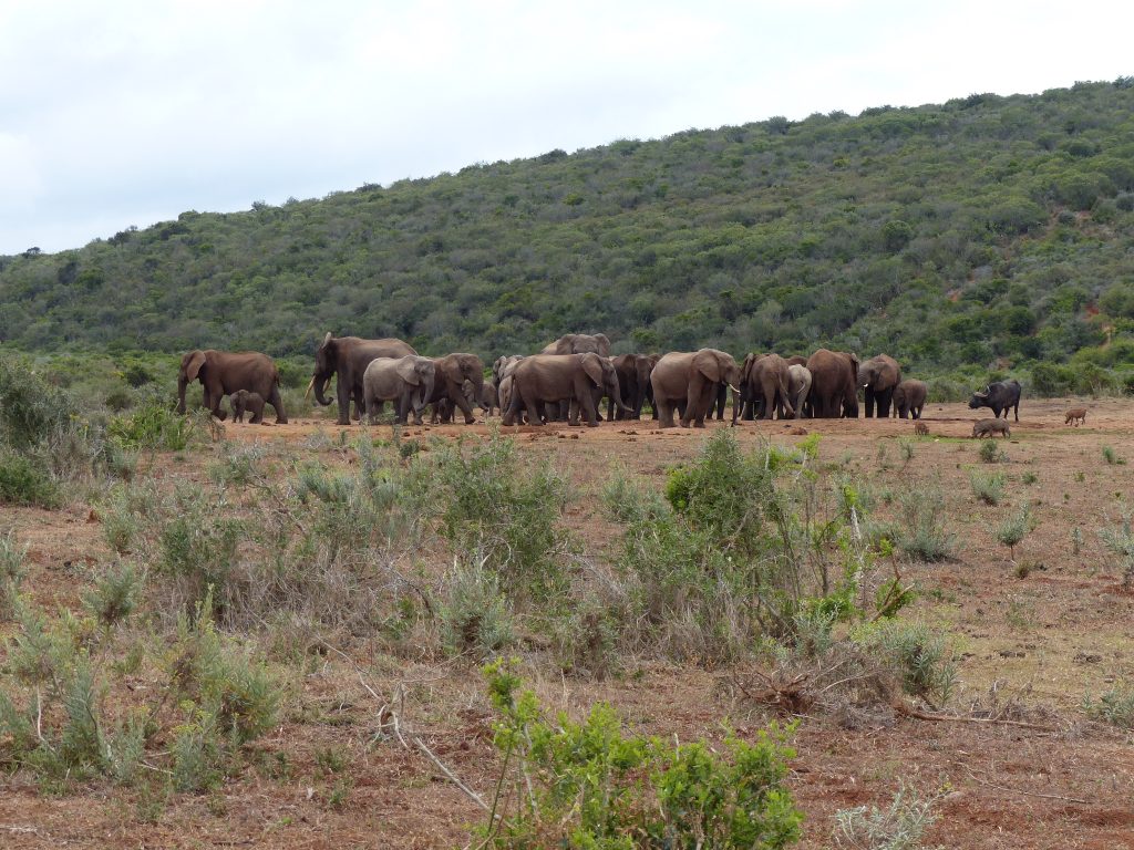 elefantenherde