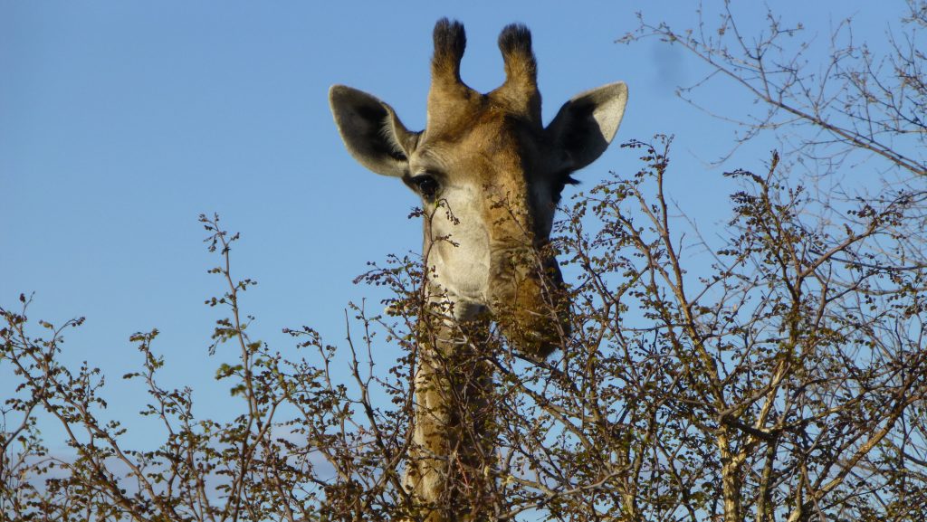 Giraffe Krüger Nationalpark