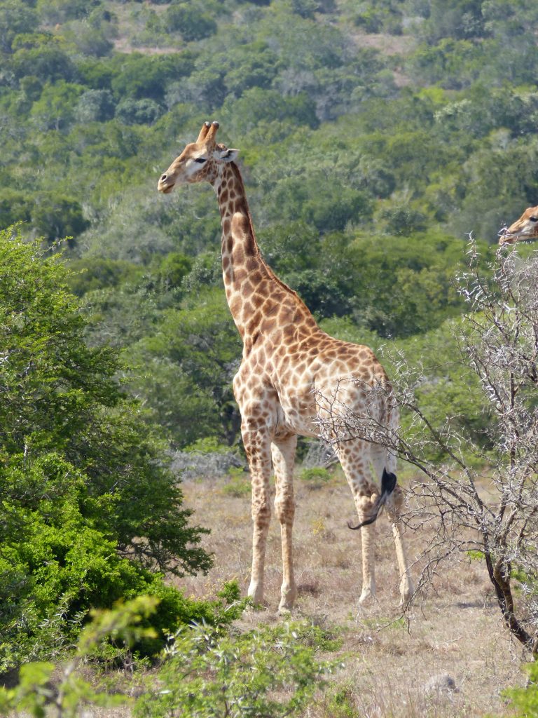 giraffe