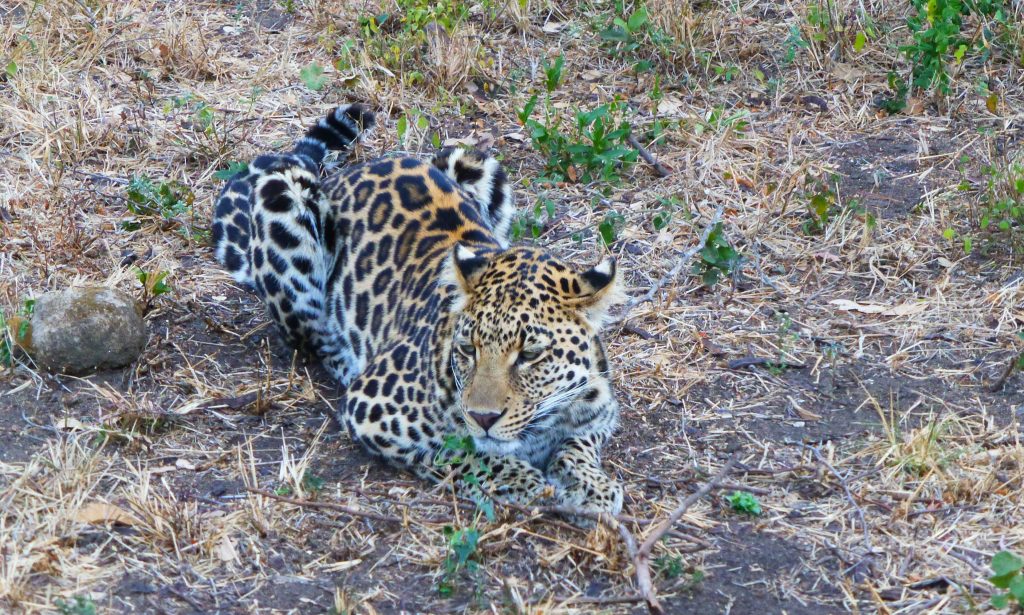 Leopard Krüger Nationalpark