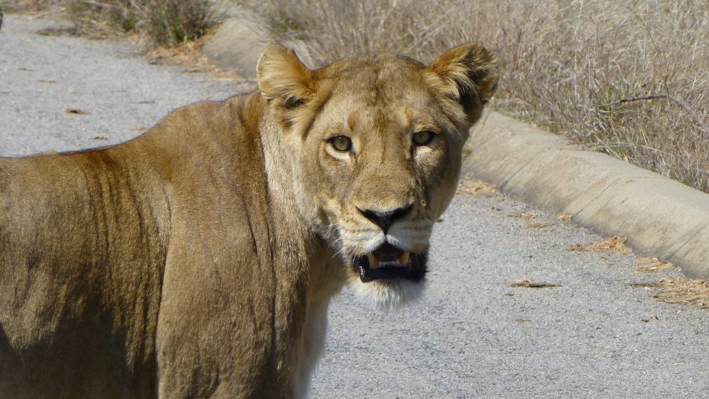 Löwe Krüger Nationalpark
