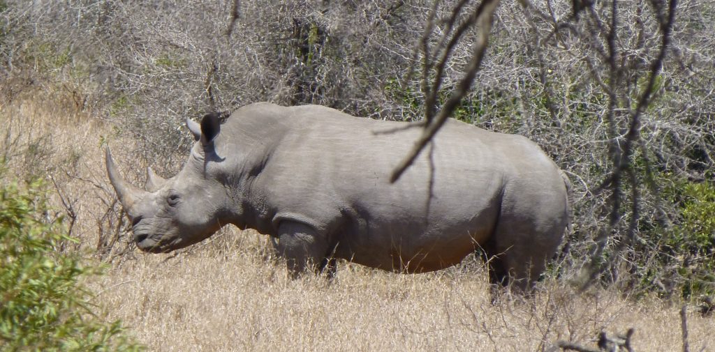 Nashorn Krüger Nationalpark