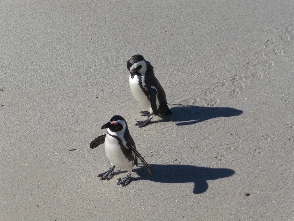 pinguine-simons-town