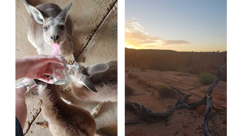 Reisebericht Erfahrungsbericht Australien traveljunkies