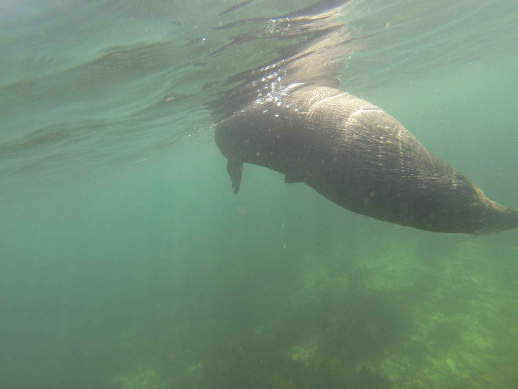 Robben Reisebericht Erfahrungsbericht Erfahrung Urlaub Neuseeland traveljunkies