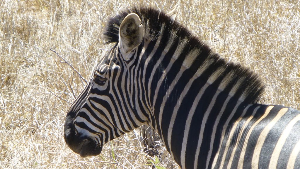Zebra Krüger Nationalpark