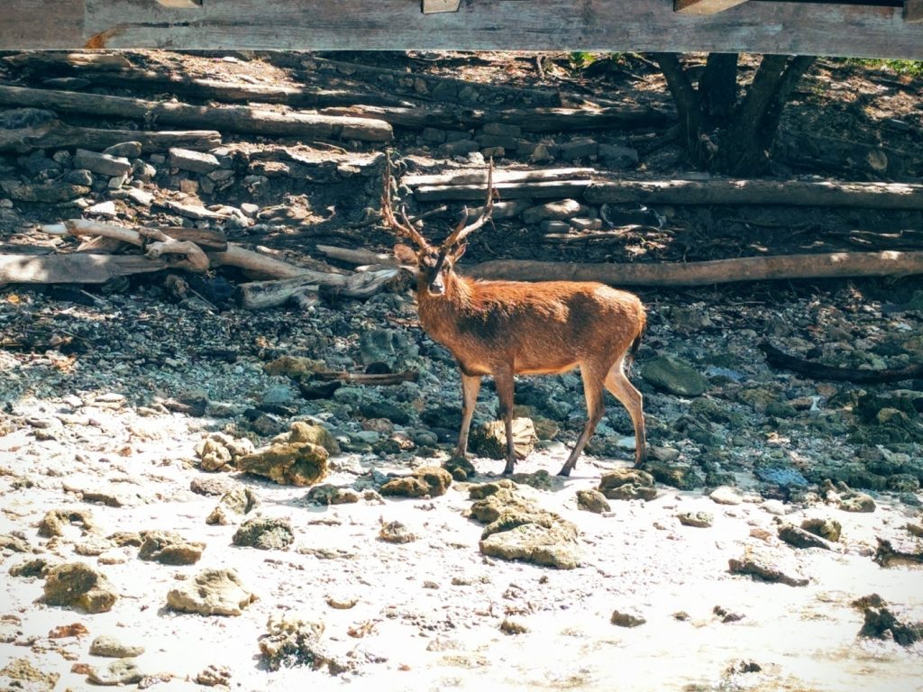 Hirsch auf Menjangan