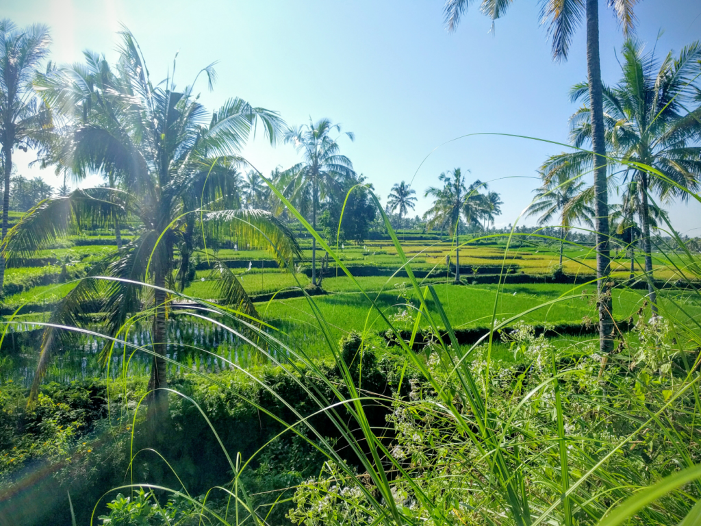 Reisanbaufelder bei Nasri