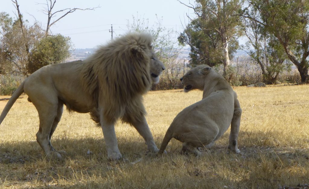 weiße Löwen Südafrika